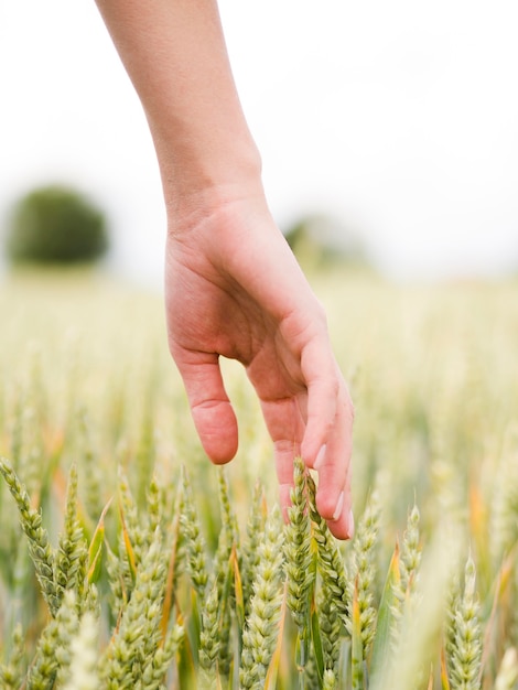 Woman touching the wheat with its hand close-up