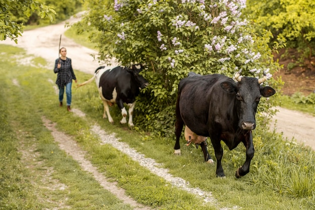 Woman with cows on field