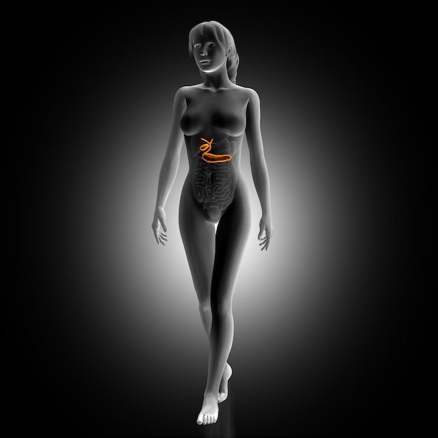 Woman with illuminated spleen