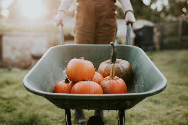 Free photo woman with pumpkin wheelbarrow in a farm