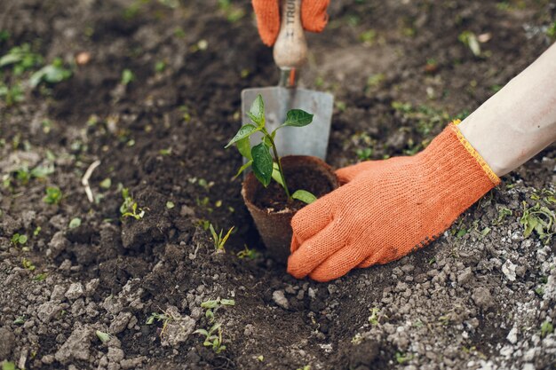 Womans hands in gloves planting young plant