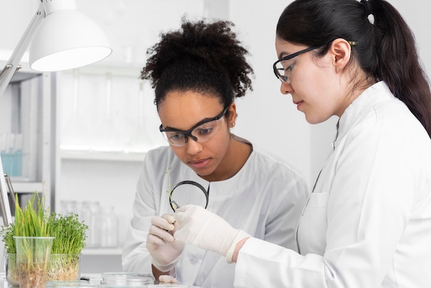 Women experiment on sprout