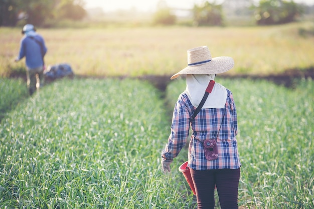 Women gardeners are fertilizing the onion garden 