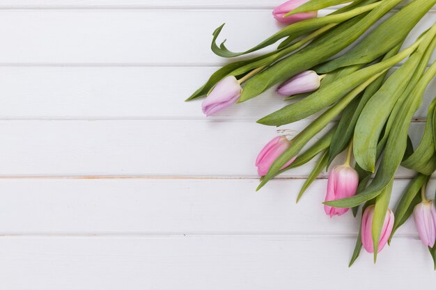 Wonderful delicate tulips on white