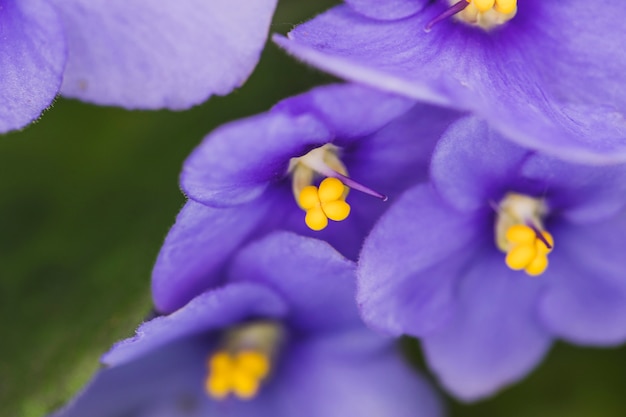 Free photo wonderful exotic purple flowers