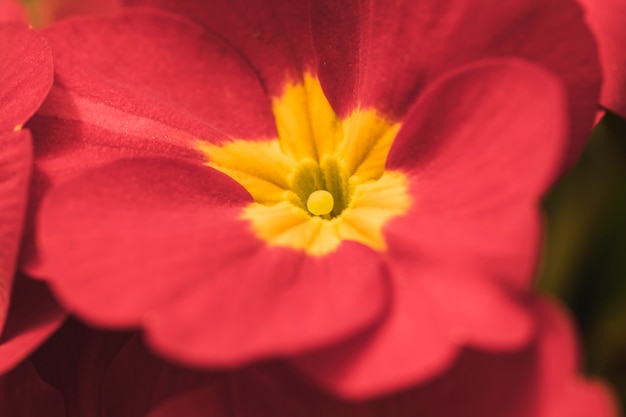 Wonderful exotic vinous flower with yellow center 