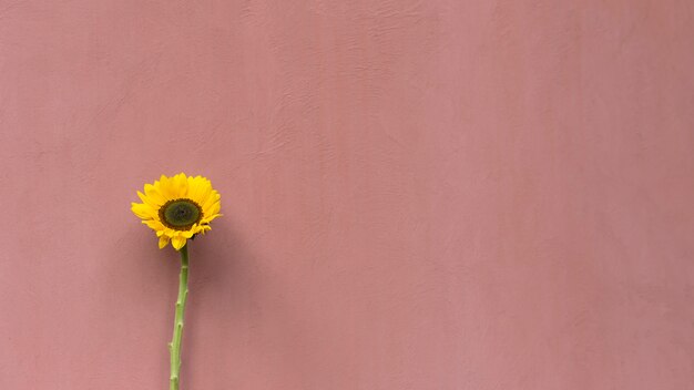 Wonderful fresh yellow flower