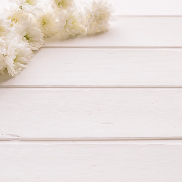 Free photo wonderful gentle daisies on white