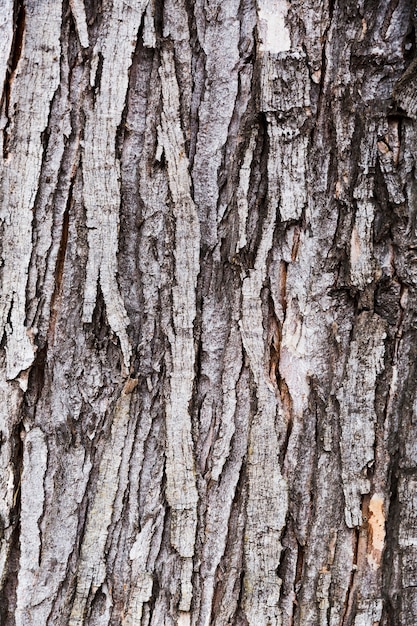 Free photo wood bark with aged appearance