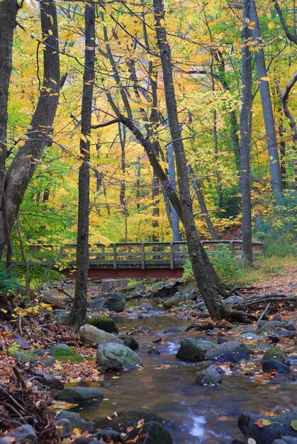 Wood bridge over creek