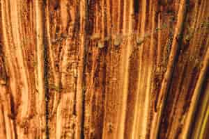 Free photo wood texture