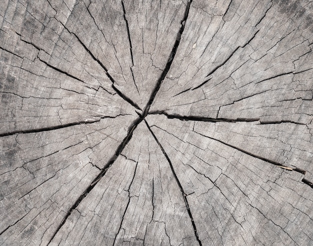 Free Photo wood texture