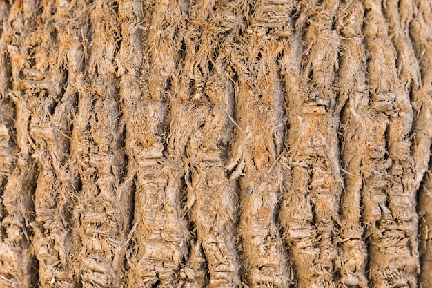 Free Photo wood trunk texture in close up