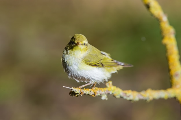 Free Photo wood warbler phylloscopus sibilatrix, malta, mediterranean