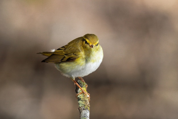 Free photo wood warbler phylloscopus sibilatrix