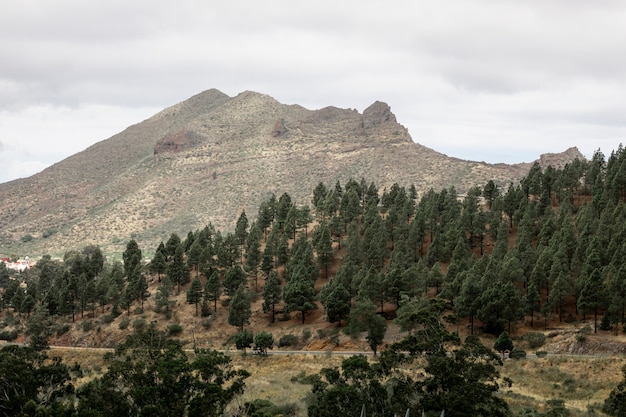 Free photo wooded mountain slope with cloudy background