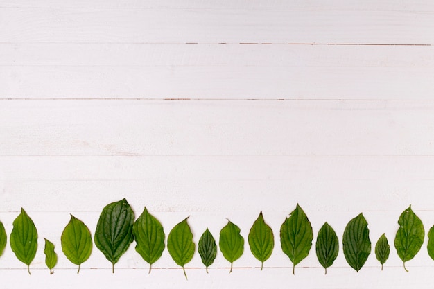 Wooden background with leaves forest arrangement 