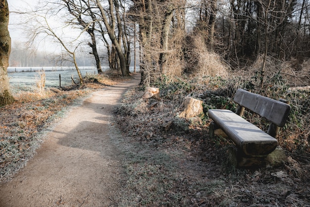 Wooden bench near a pathway in a forest