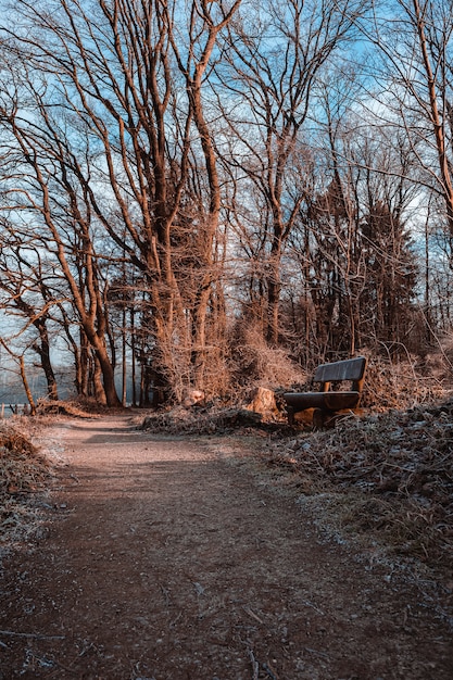 Free Photo wooden bench on a pathway surrounded by dry leaves and grass under the sunlight in a park