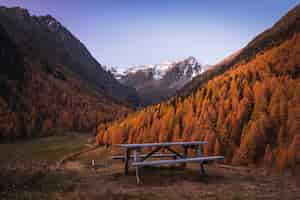 Free photo wooden bench between two hills covered with yellow trees with the beautiful snow covered mountains