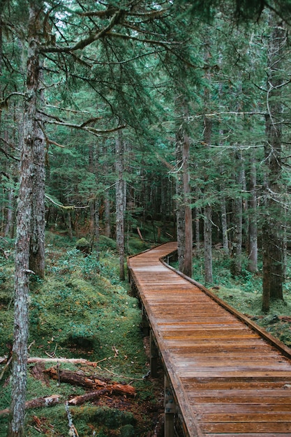 Free Photo wooden bridge in a forest surrounded by mosses and evergreens