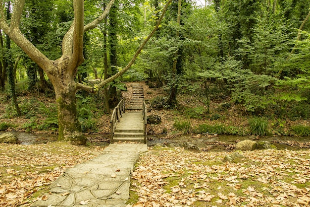 Free photo wooden bridge over a narrow river in a dense forest