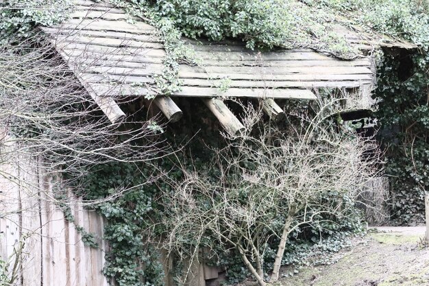 Wooden building covered in plants