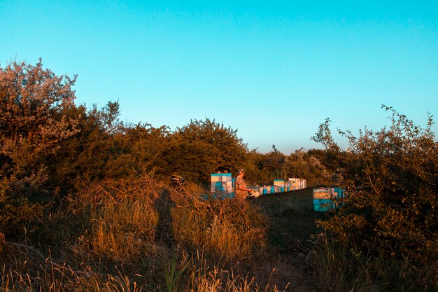 Wooden and colorful bee hive boxes in the nature