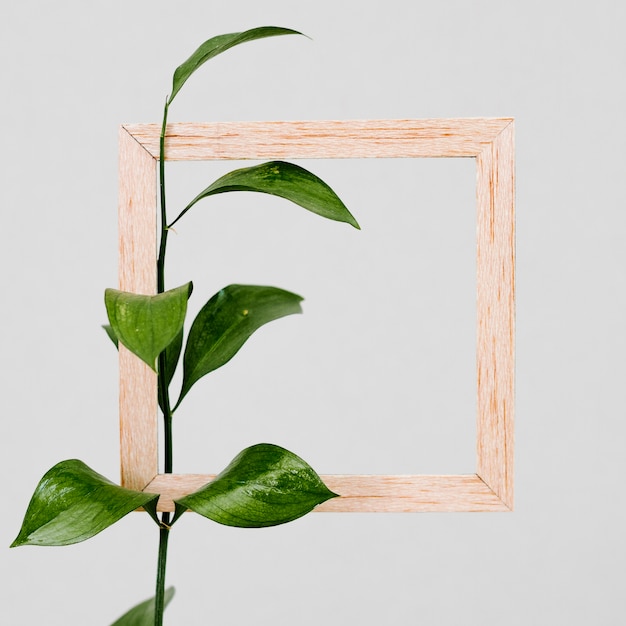 Free Photo wooden frame with green leaf