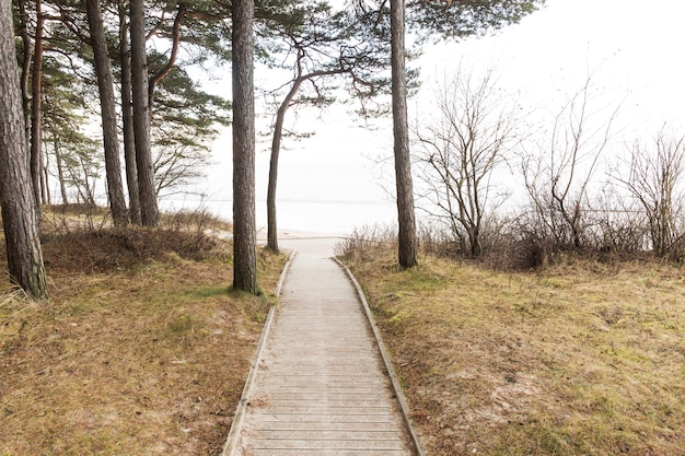 Free Photo wooden path in nature