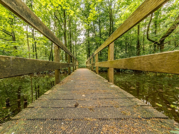 Free photo wooden pathway above the water with green trees in the distance in the forest