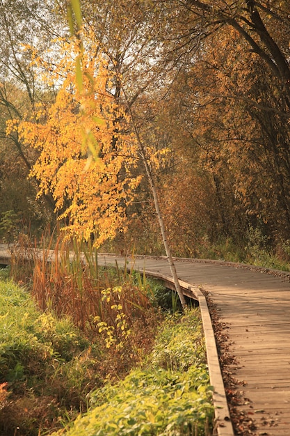 Free Photo wooden road in a park in autumn