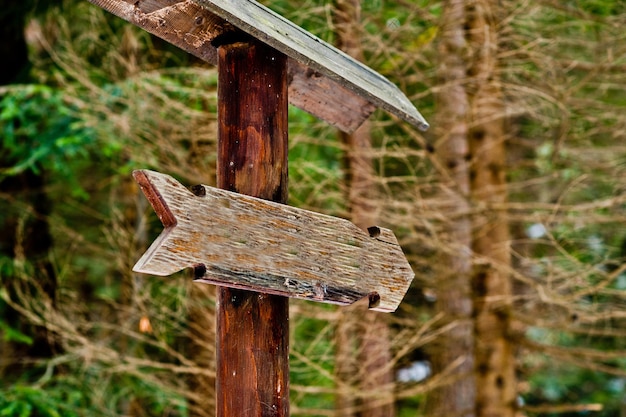 Free photo wooden sign arrow in green forest at carpathian forest