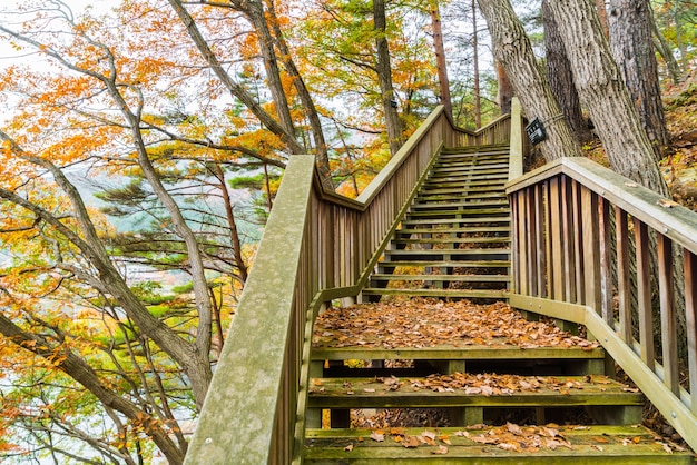 Free photo wooden staircase in park