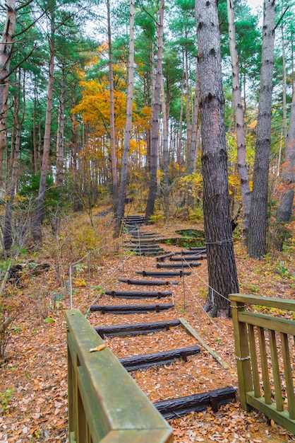 Wooden staircase in park