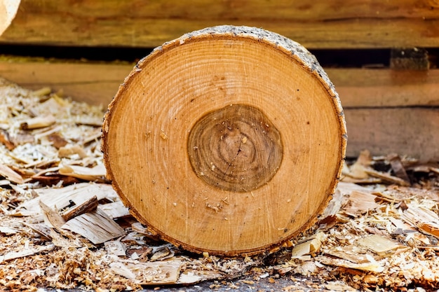 Wooden trunk with bark