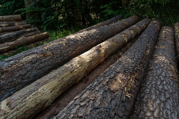 Wooden trunks stacked in the forest