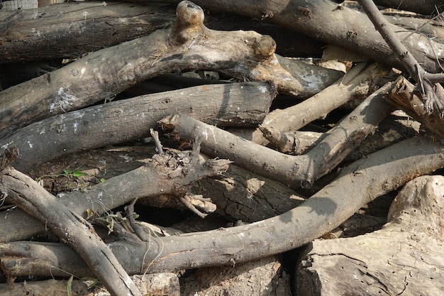 Free photo wooden trunks