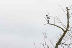 Free photo woodpecker standing on a tree branch under a cloudy sky