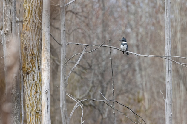 Free Photo woodpecker standing on a tree branch with a blurred background