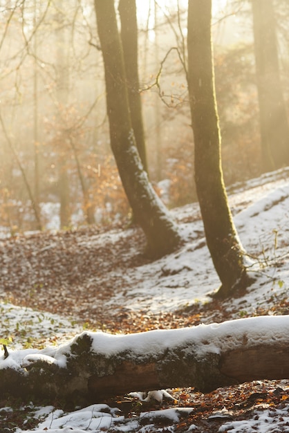 Free photo woods and leaves in a forest covered with the snow under sunlight