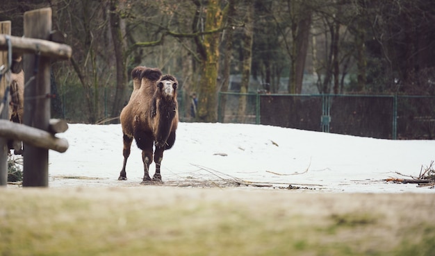 Free photo woolly bactrian camel walking on snow covered ground