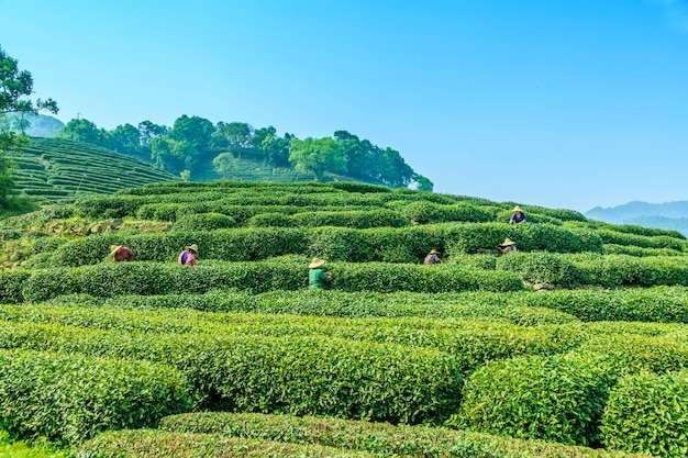 work plantation spring traditional background