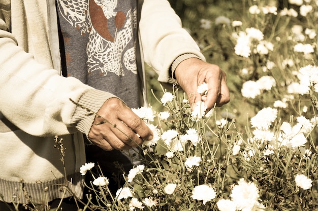 Free photo worker keep white chrysanthemum filed