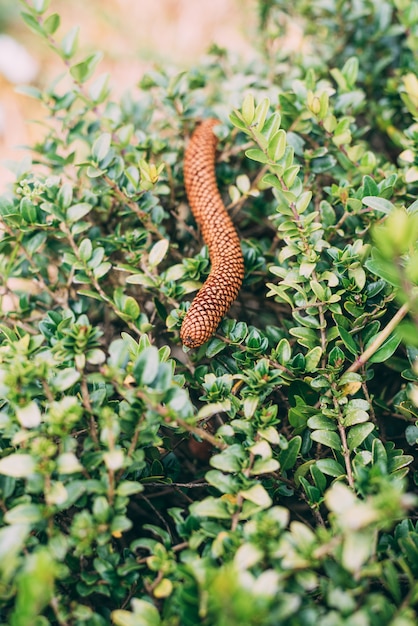 worm shaped pine fruit lying on the top of bushes.