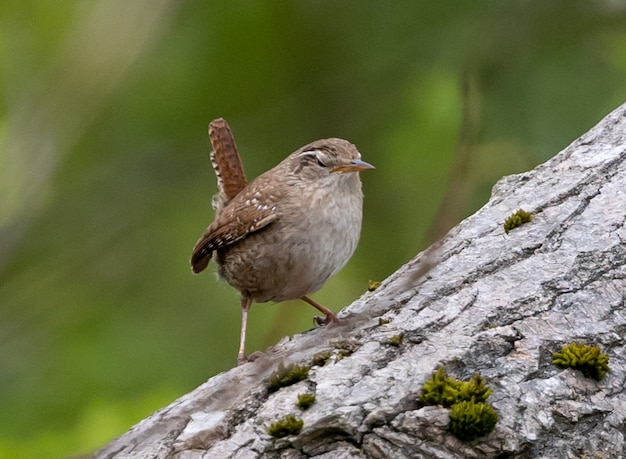 Free Photo wren perched on tree trunk