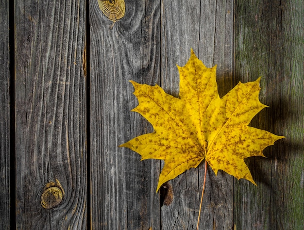 Yellow autumn leaf on old wooden surface