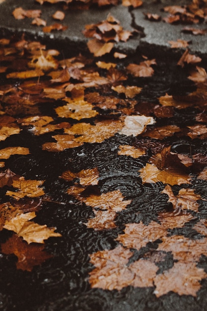 Yellow autumn leafs in the water on a flooded street by the curb