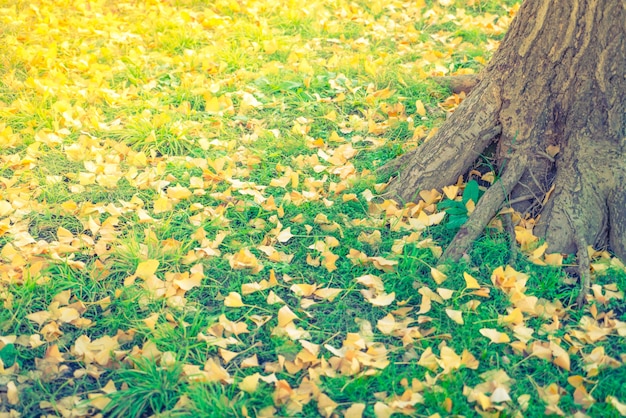 Yellow autumn  leaves on fresh spring green grass