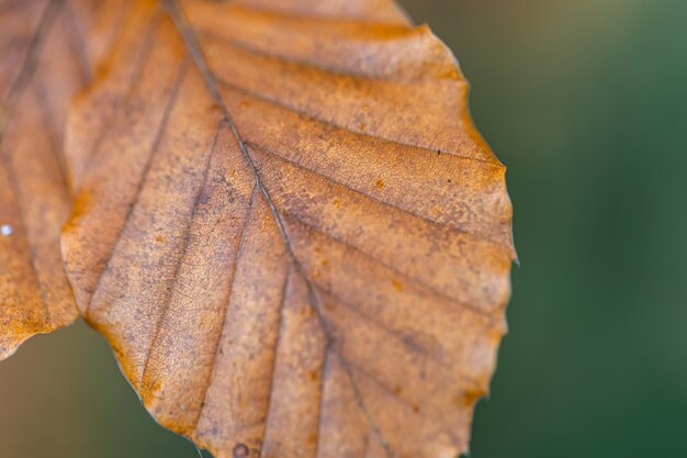 Yellow autumn leaves on a tree in the forest macro shot